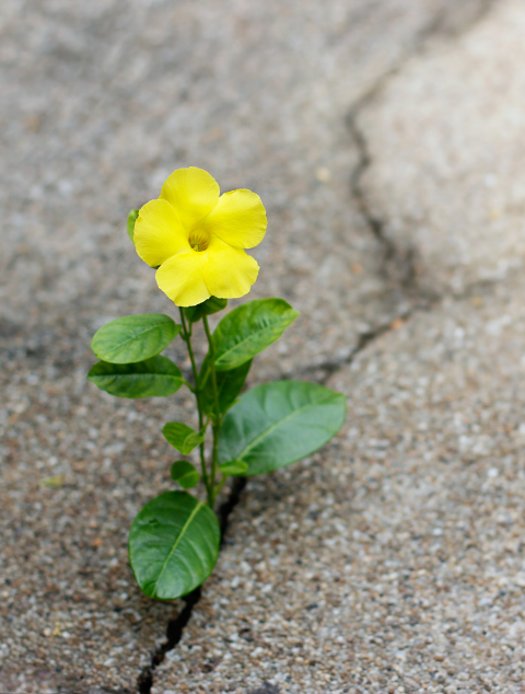 floare in piatra