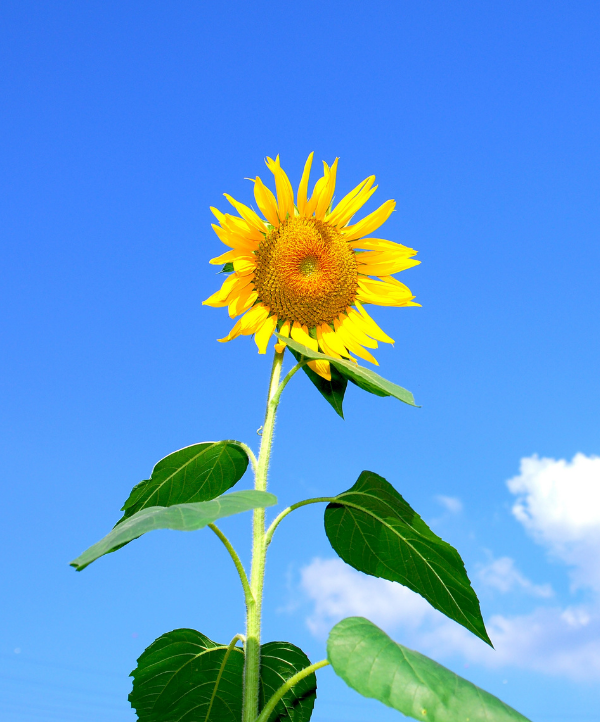 floarea soarelui seminte